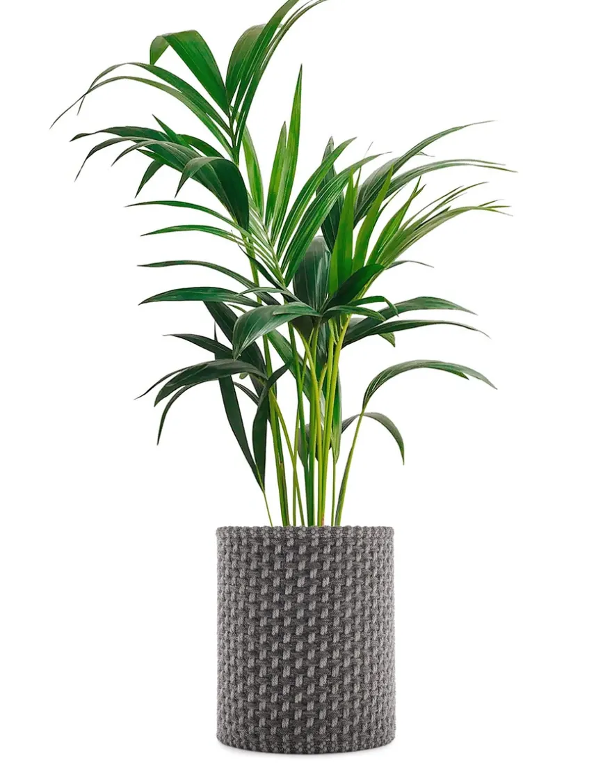 Best Kartell Kleo cachepot GRIS