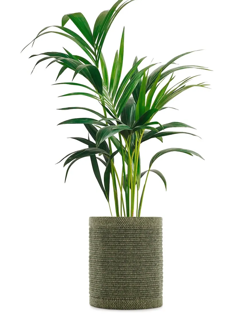 New Kartell Kleo cachepot VERT