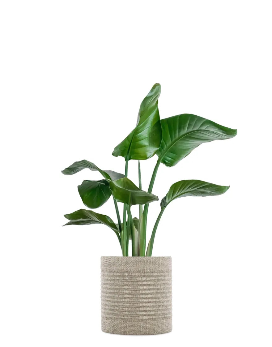 New Kartell Kleo cachepot BEIGE