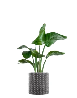 Online Kartell Kleo cachepot GRIS